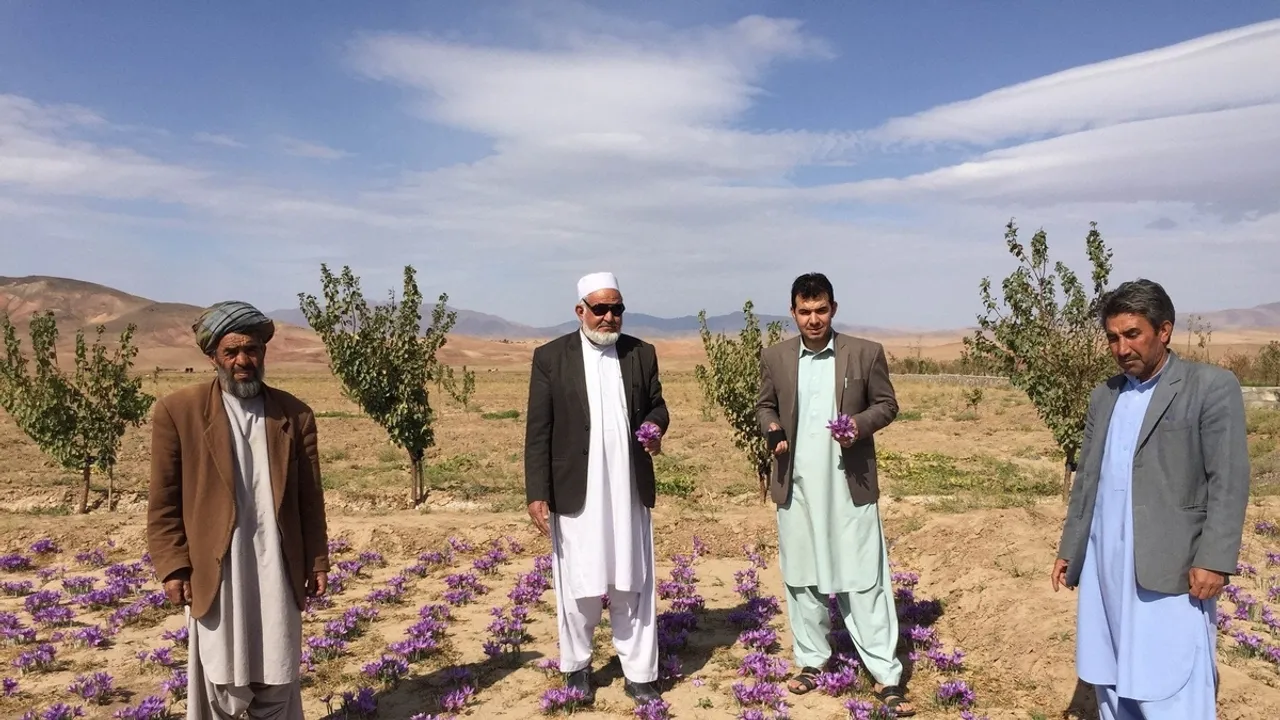 Afghan Saffron Exports Reach $49 Million in Global Market