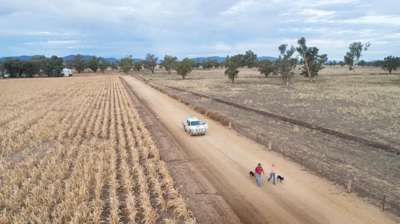 Dry Summer Raises Concerns for Grain Farmers in New South Wales