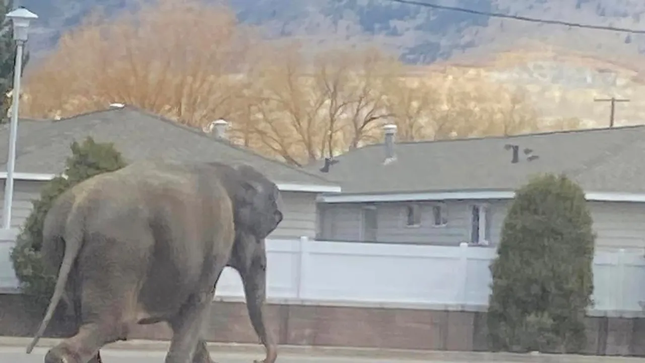 Escaped Circus Elephant Roams Streets of Butte, Montana