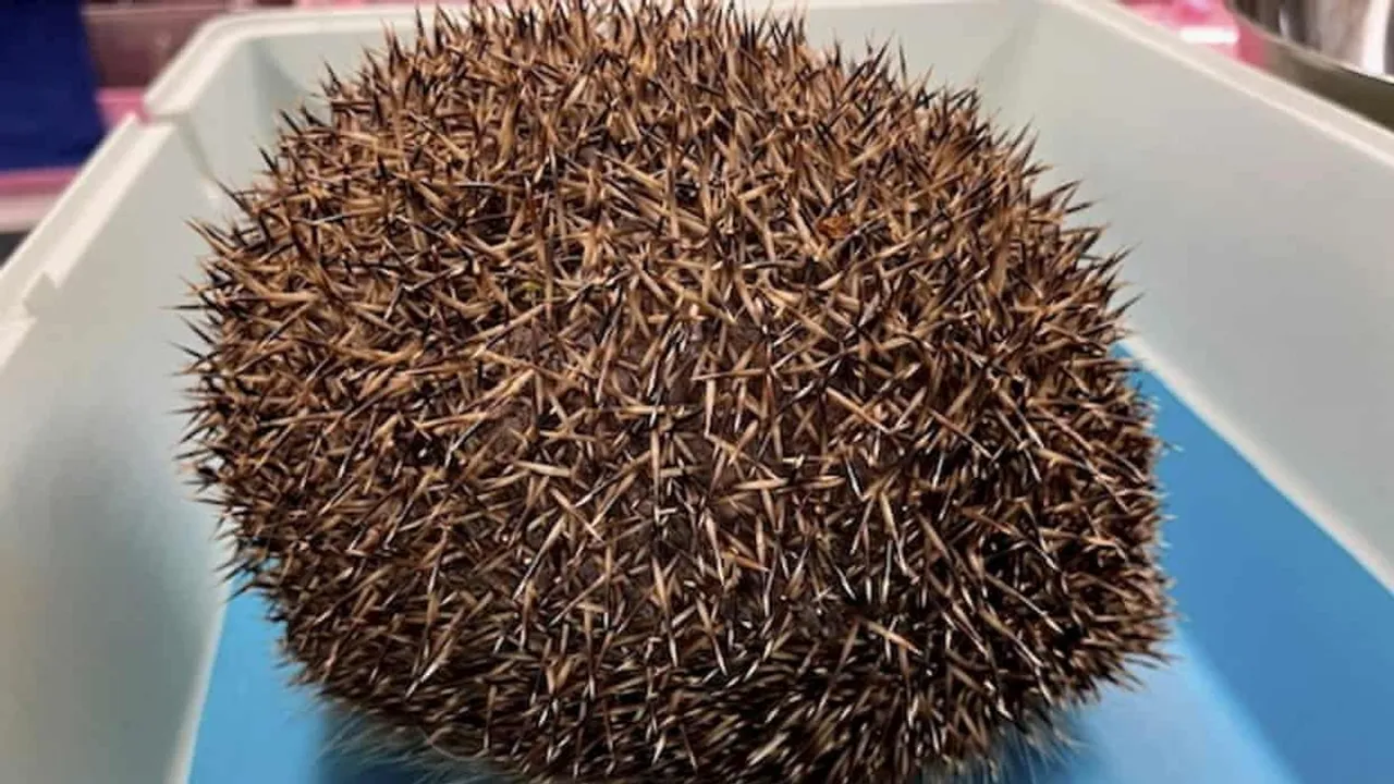 Hedgehog Swollen to Size of Football Found in England, Requires Urgent Veterinary Care