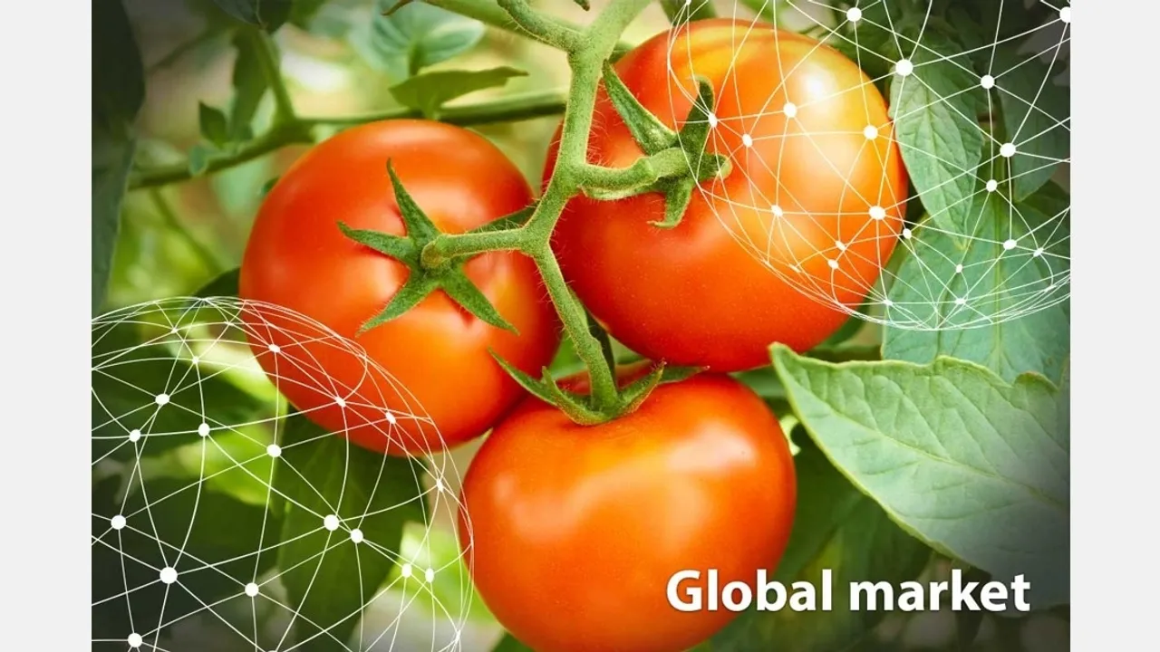 Global Tomato Prices Plummet Amidst Oversupply and Stagnant Demand