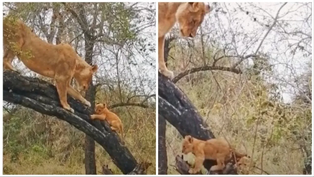 Lioness Teaches Cubs to Climb Tree in Heartwarming Video