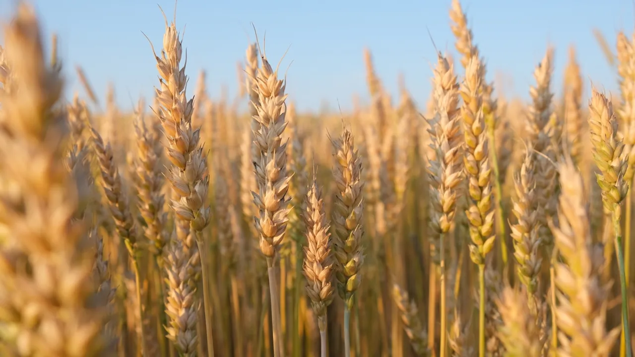 Wheat Futures Decline as Strong Dollar and Ample Global Supply Weigh on Prices