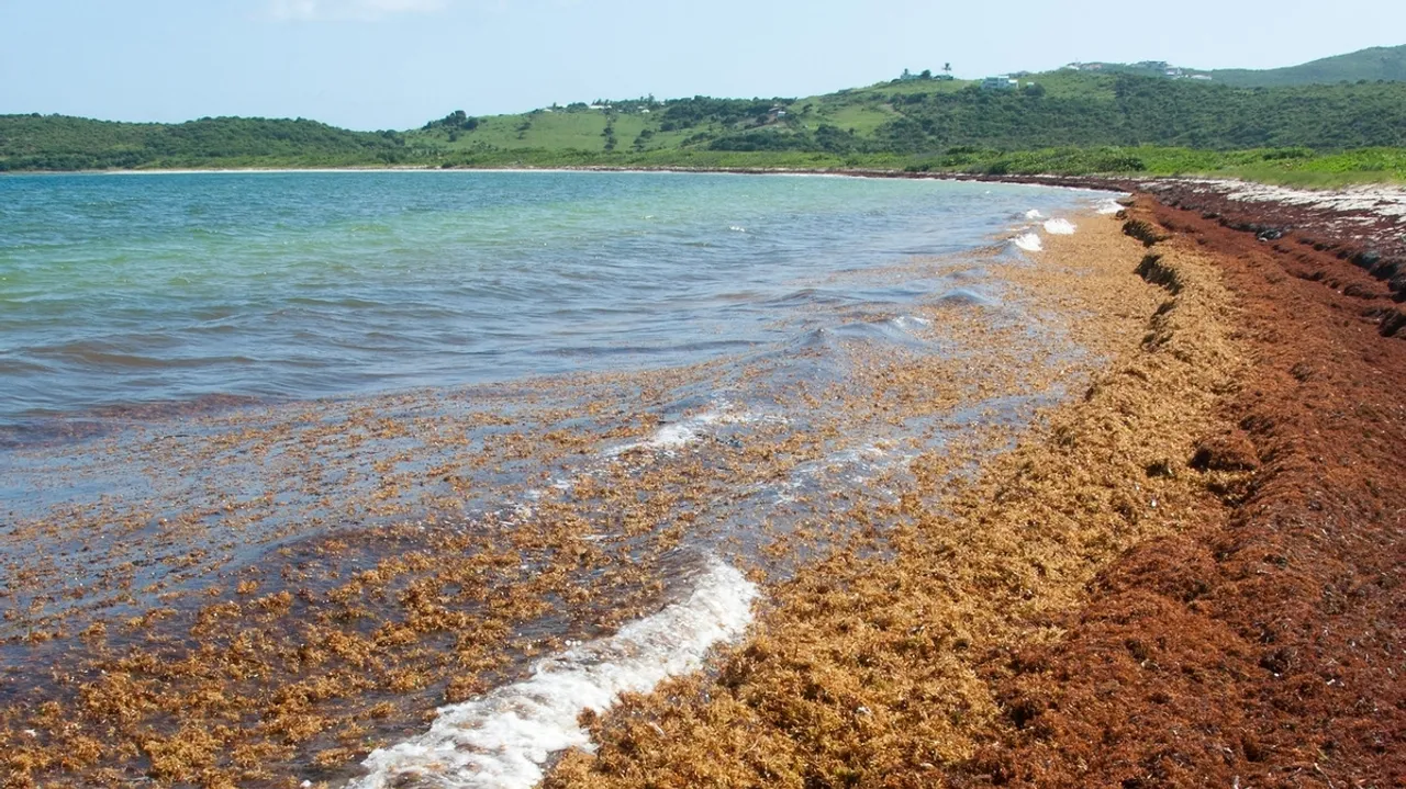 French Overseas Minister Visits Sargassum Barriers in Guadeloupe Amid Ongoing Seaweed Crisis