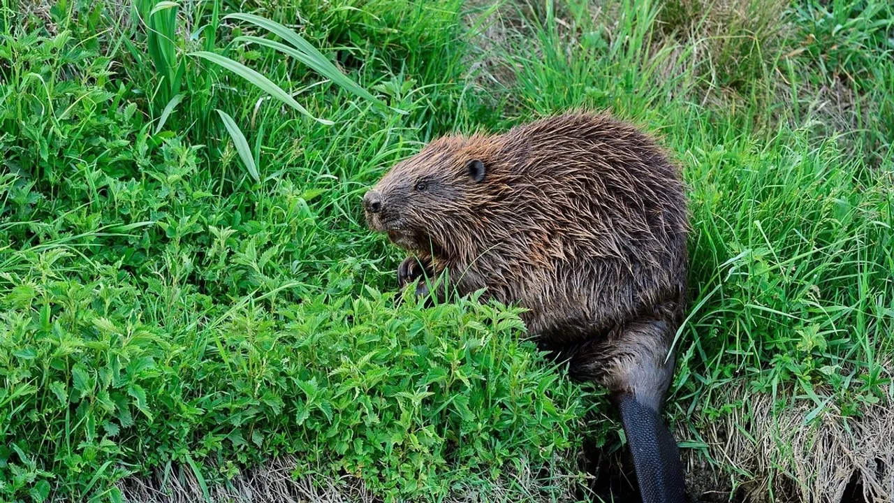 Lithuania Attracts German Tourists with Unique Beaver Hunting Opportunities