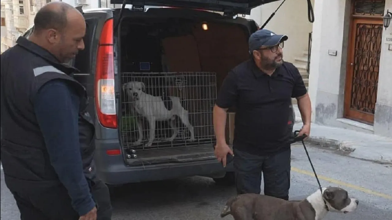 Dogs Confiscated After Mauling Owner in Malta Cost Taxpayers €3,000 Monthly, Activists Say