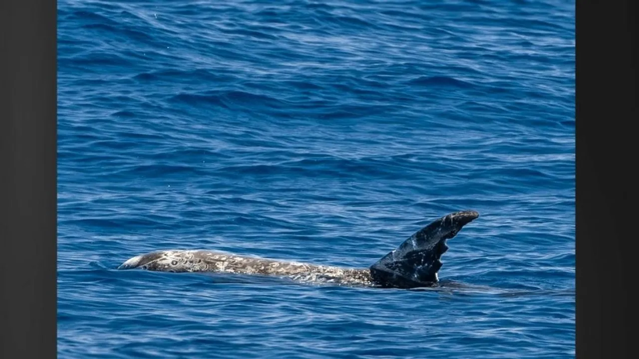 Rare Risso's Dolphins Spotted by Whale Watchers Off Kona, Hawaii