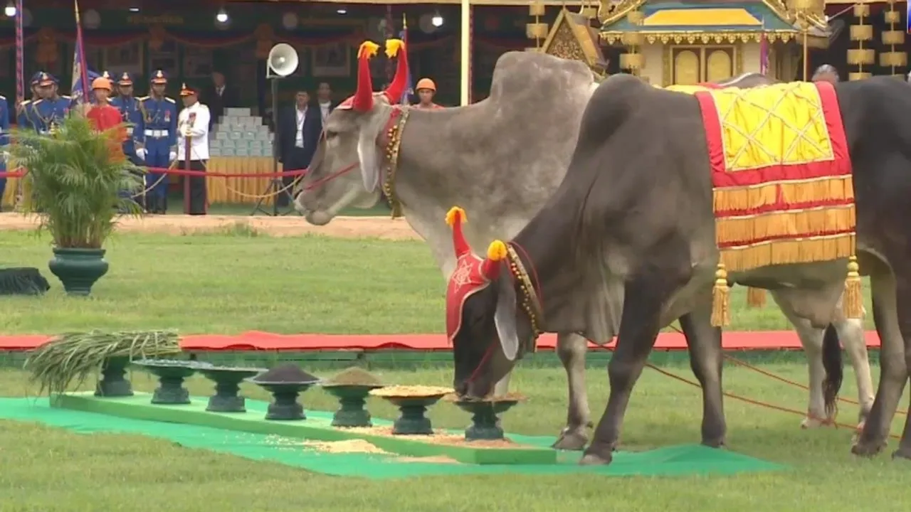 Royal Ploughing Ceremony in Cambodia Predicts Bumper Harvest
