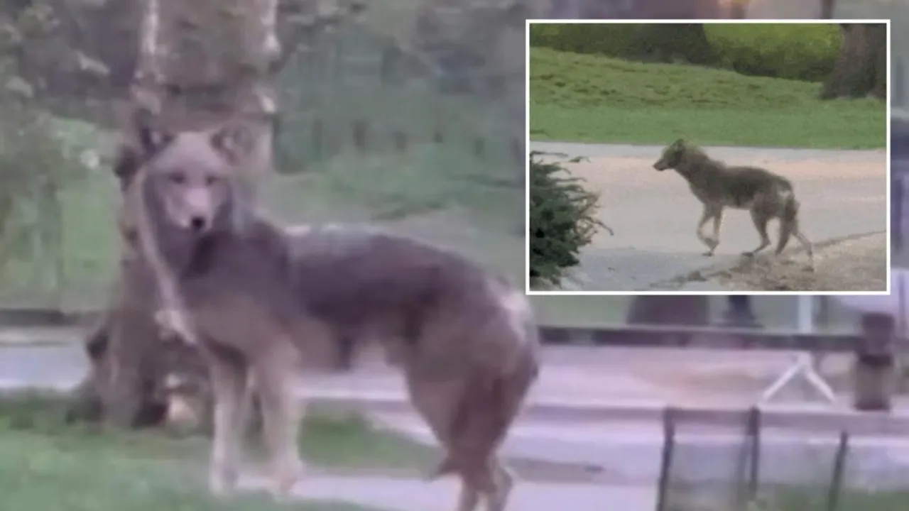 Jogger Captures Video of Close Encounter with Large Coyote in Central Park