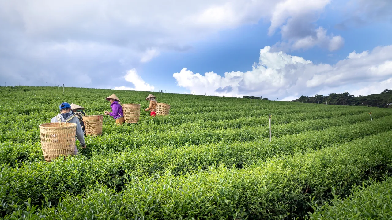 Protecting Your Rights As An Injured Agricultural Worker In The San Joaquin Valley