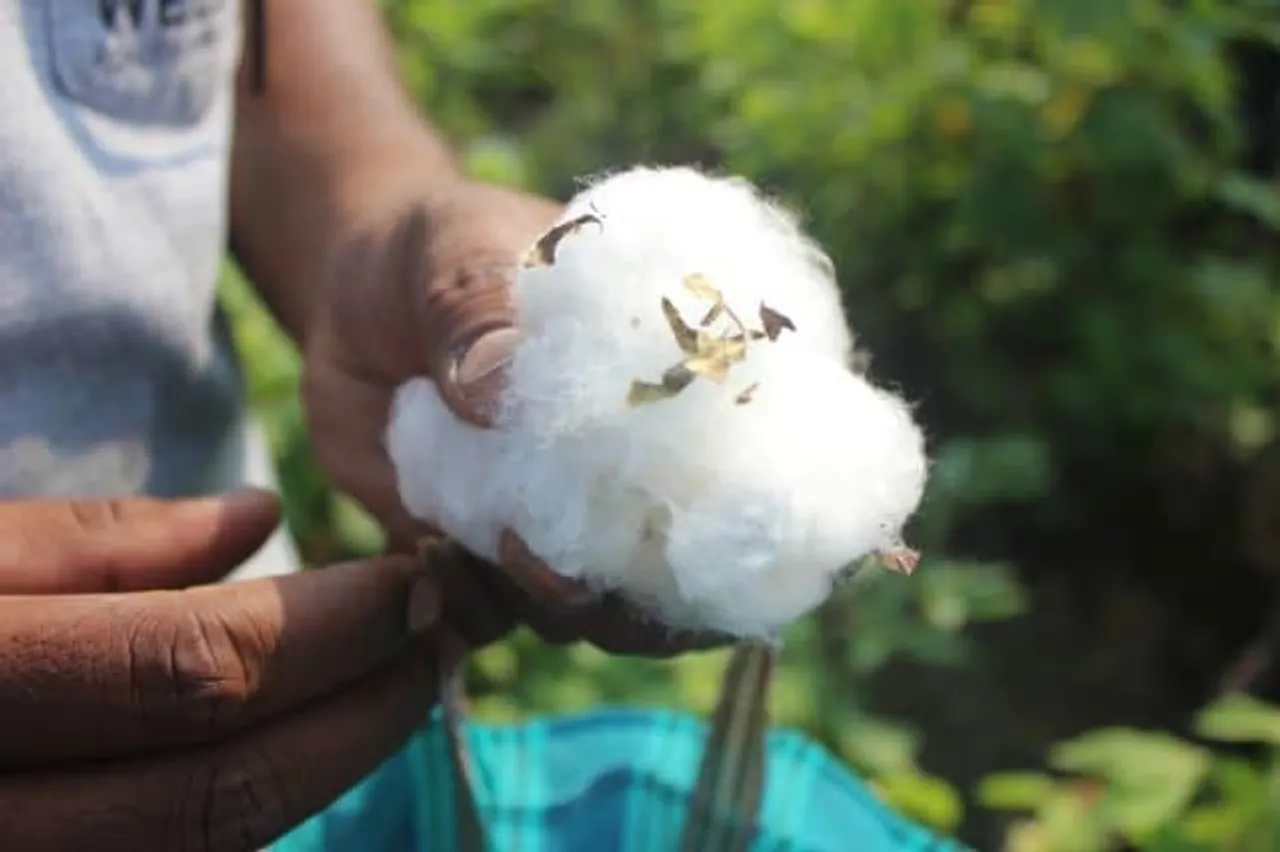 Wadhwani’s Artificial Intelligence-based pest management solution saves cotton from pink bollworm infestation