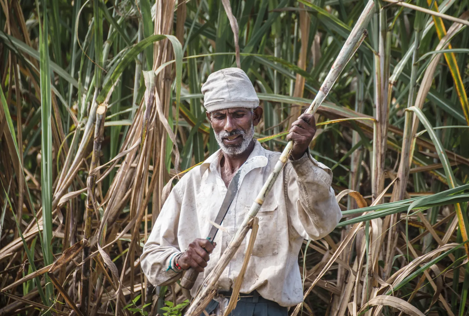 is sugarcane a rabi crop 