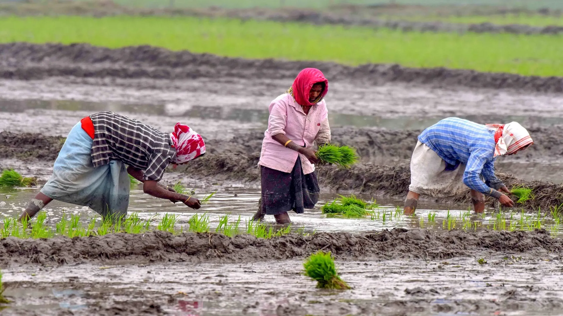 Women Farmers Work In A Paddy Field