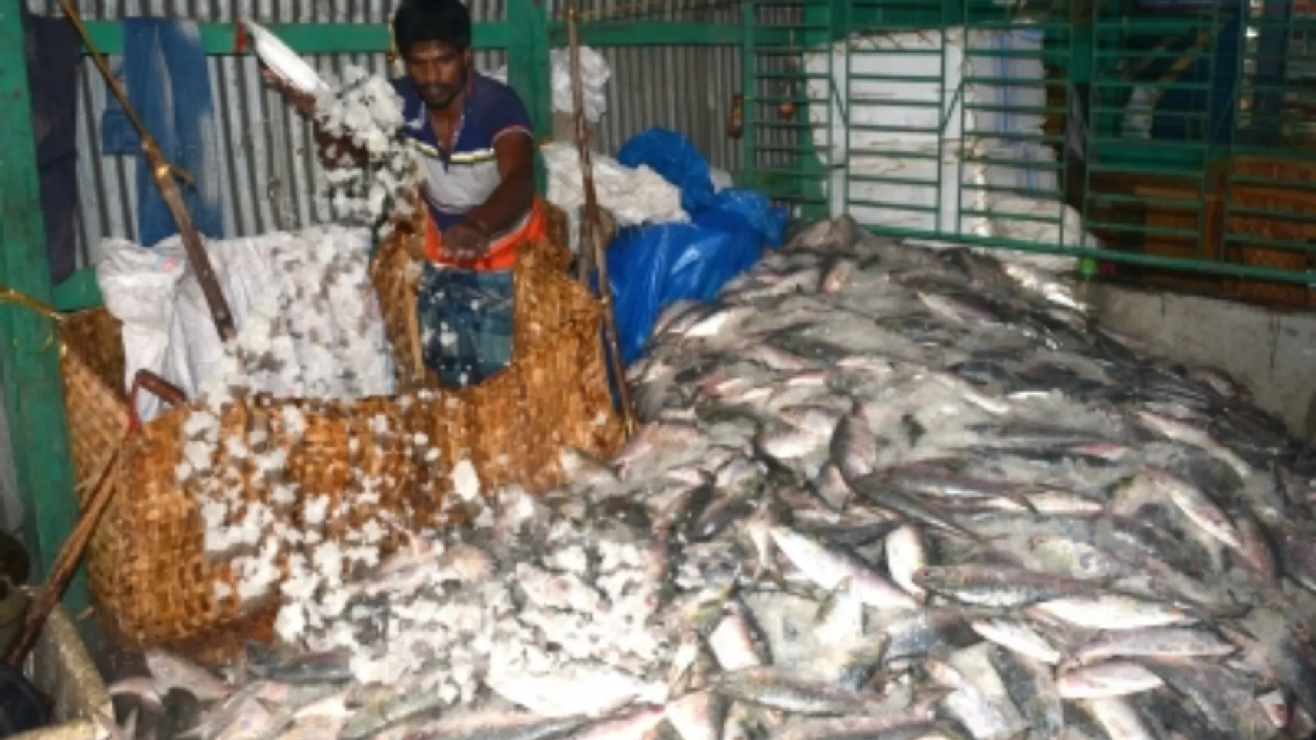 Fish Production