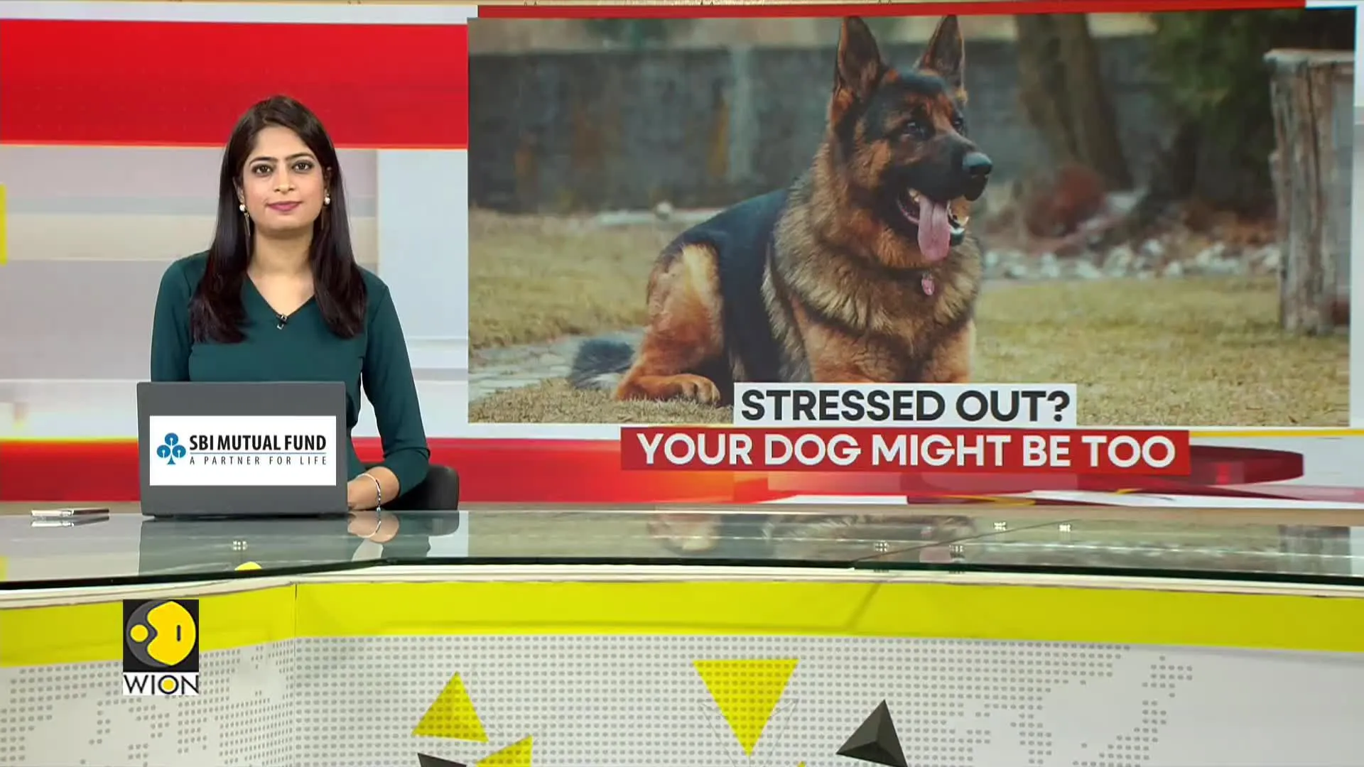 Can Negative Owner Behavior Increase Pet Anxiety?