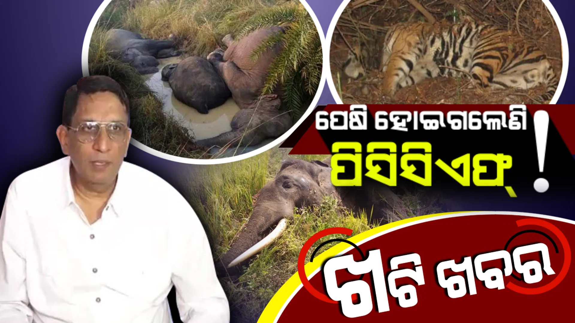 ‘ସୁନ୍ଦରୀ’ ଦେଇଥିଲା ଆଶ୍ୱସ୍ତି ! ହେଲେ ୭ ହାତୀ ଓ ‘ମହାବୀର’ ମୃତ୍ୟୁ ଦେଲା ପିସିସିଏଫଙ୍କୁ ଟେନସନ୍ । post image