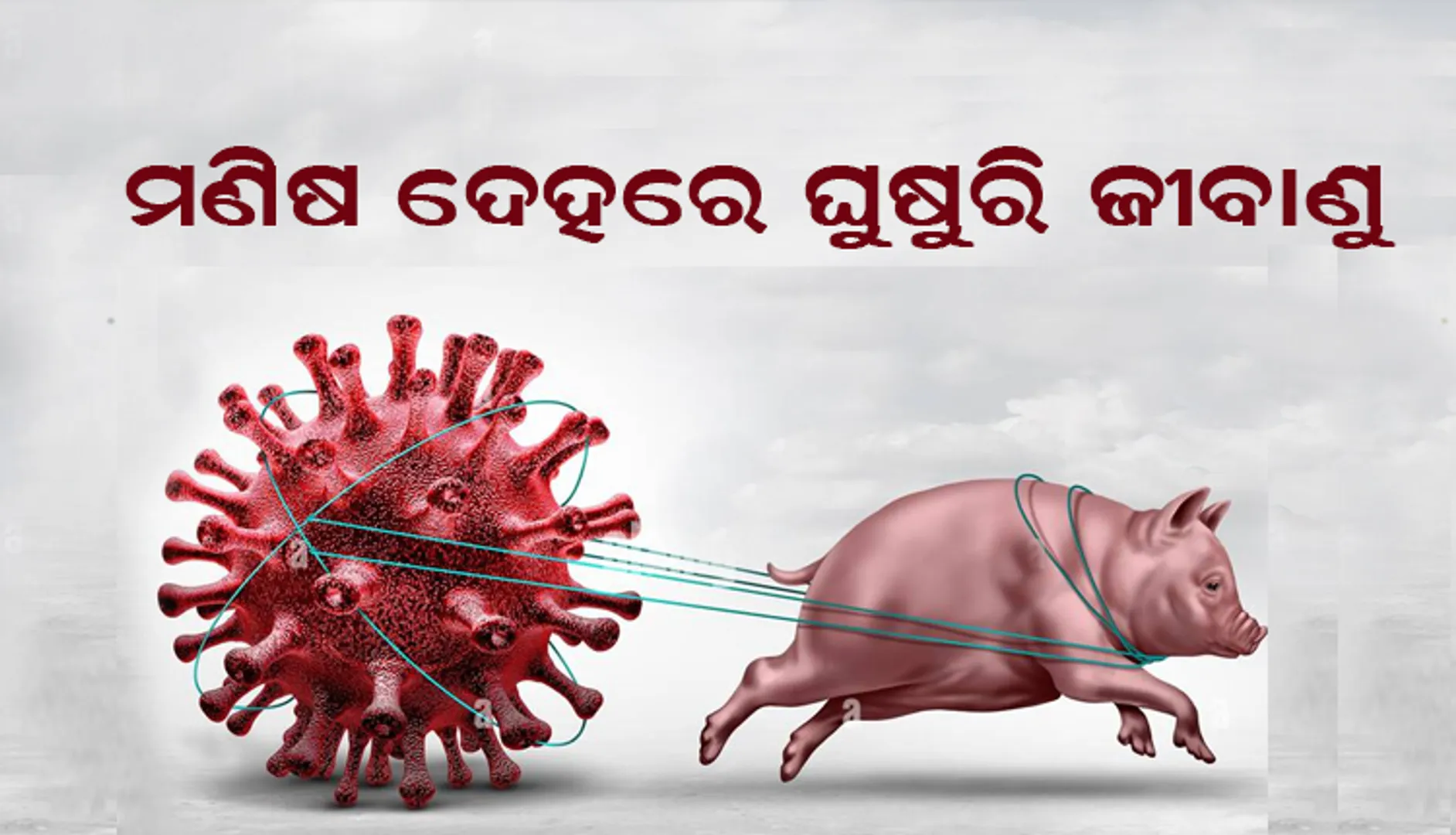 ମଣିଷ ଦେହରେ ଘୁଷୁରି  ଜୀବାଣୁ । ଟେନ୍ସନ୍ ରେ   ବ୍ରିଟେନ । post image