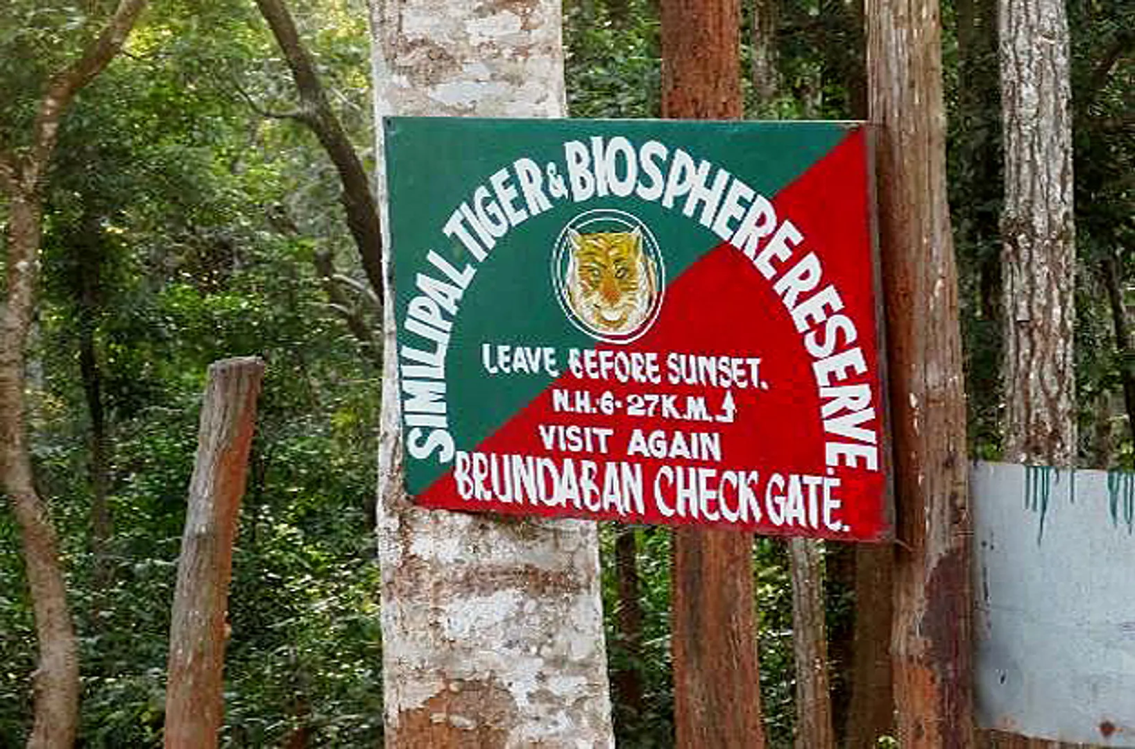 Black tiger safari in Odisha's Similipal soon: PCCF