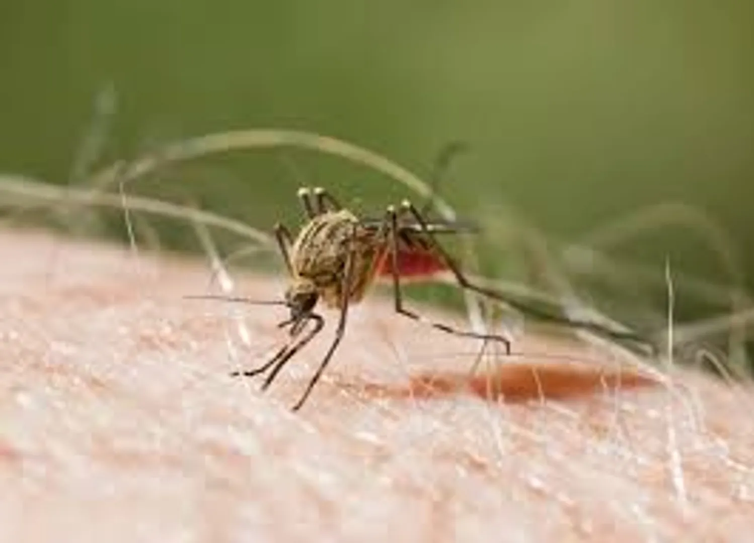 malaria