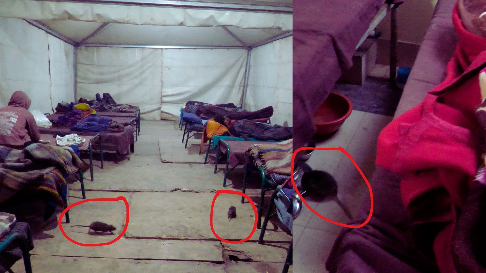 Rat menace in Shelter homes