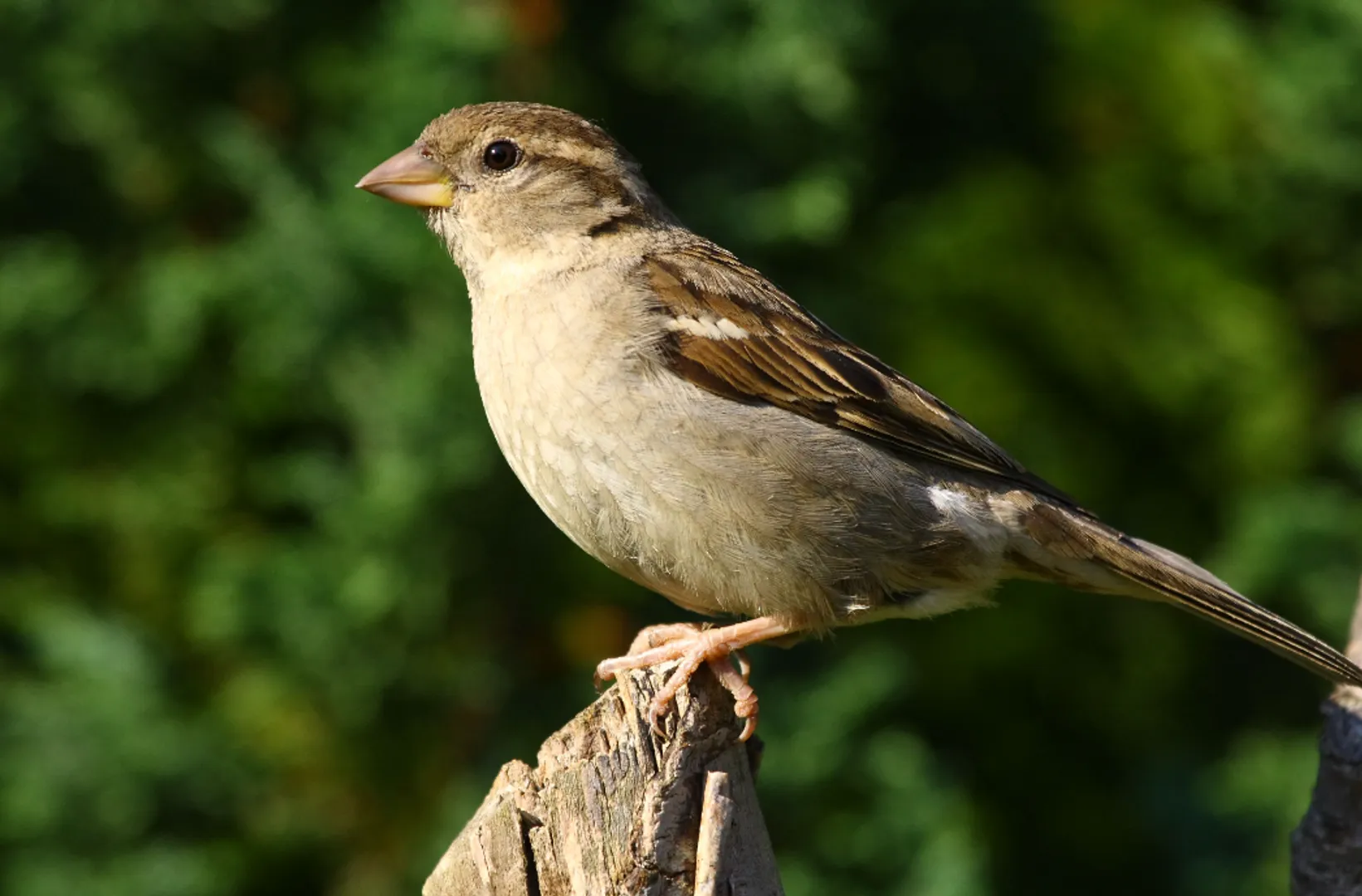 sparrow