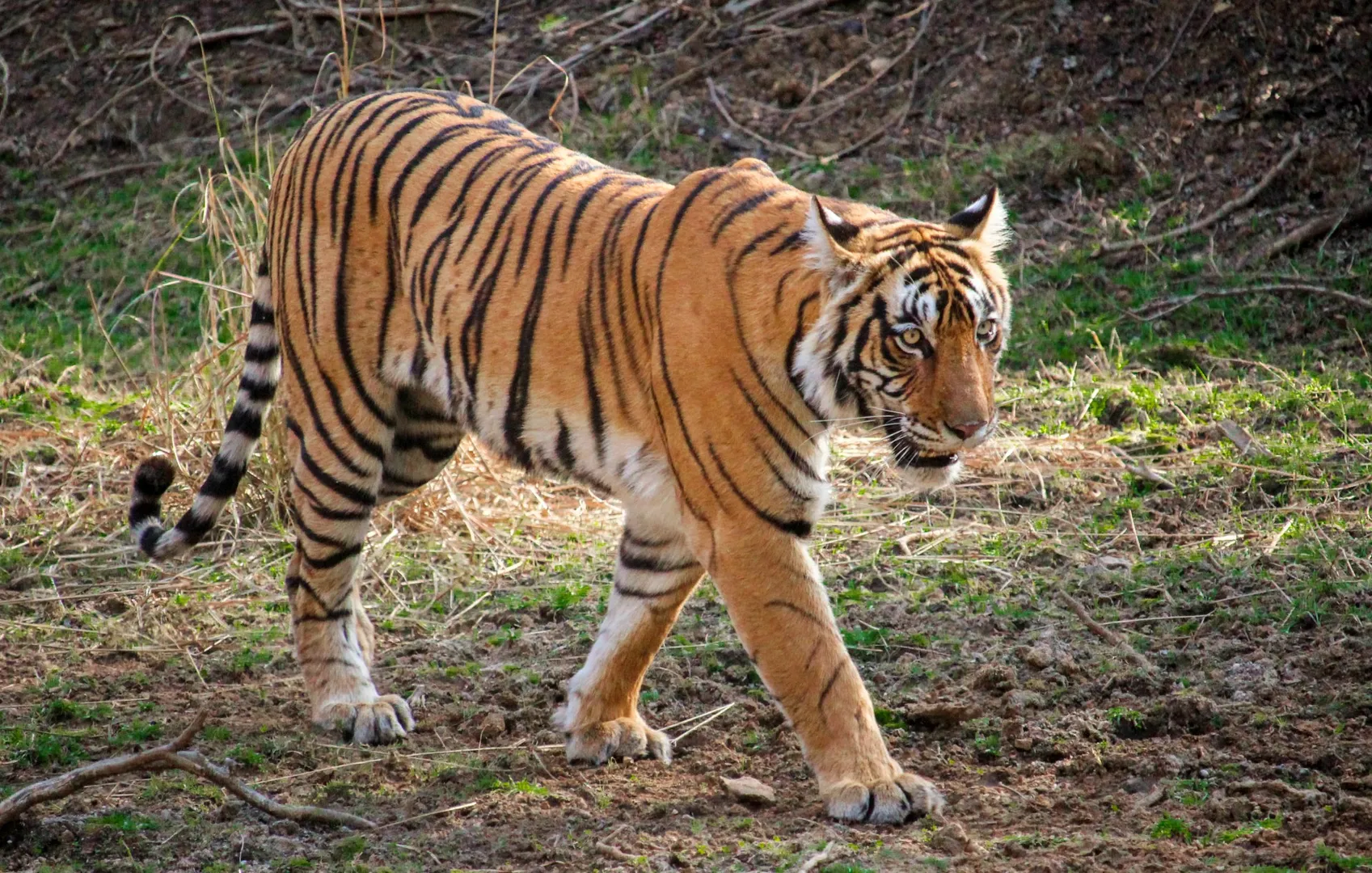 tigerr