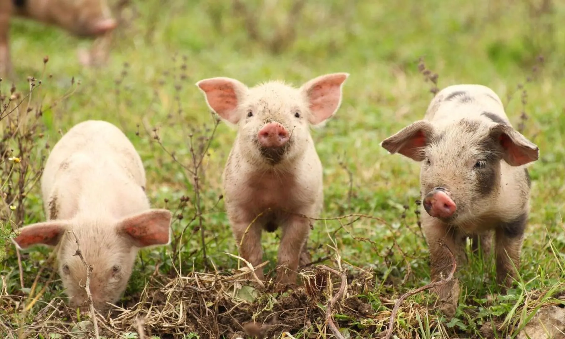 Odisha actor kills pig on stage during Ramayana play, eats raw meat