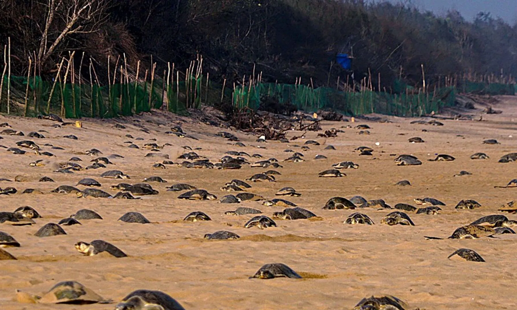 Nearly 3 lakh turtles arrive on Odisha shores to lay eggs - Watch 