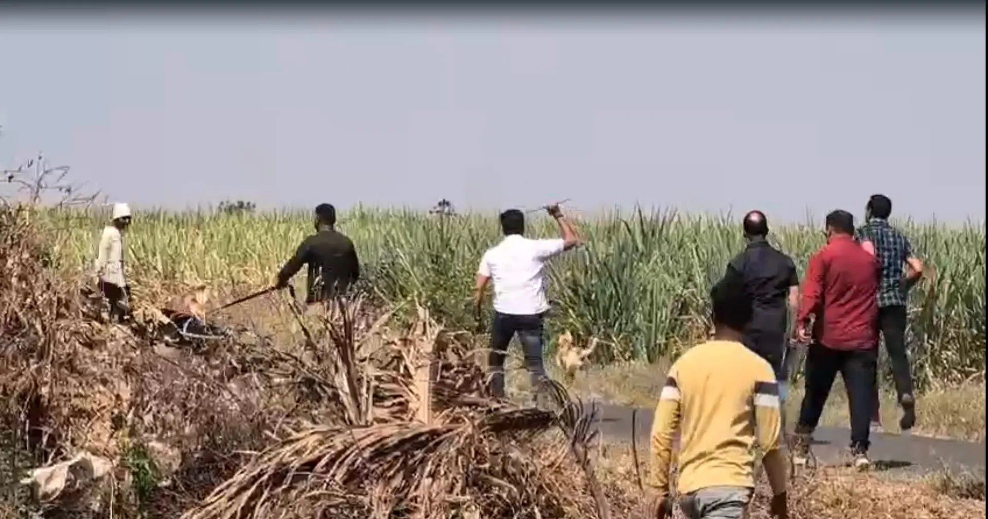 Pune rape suspect hiding in sugarcane field; police use dogs and drones