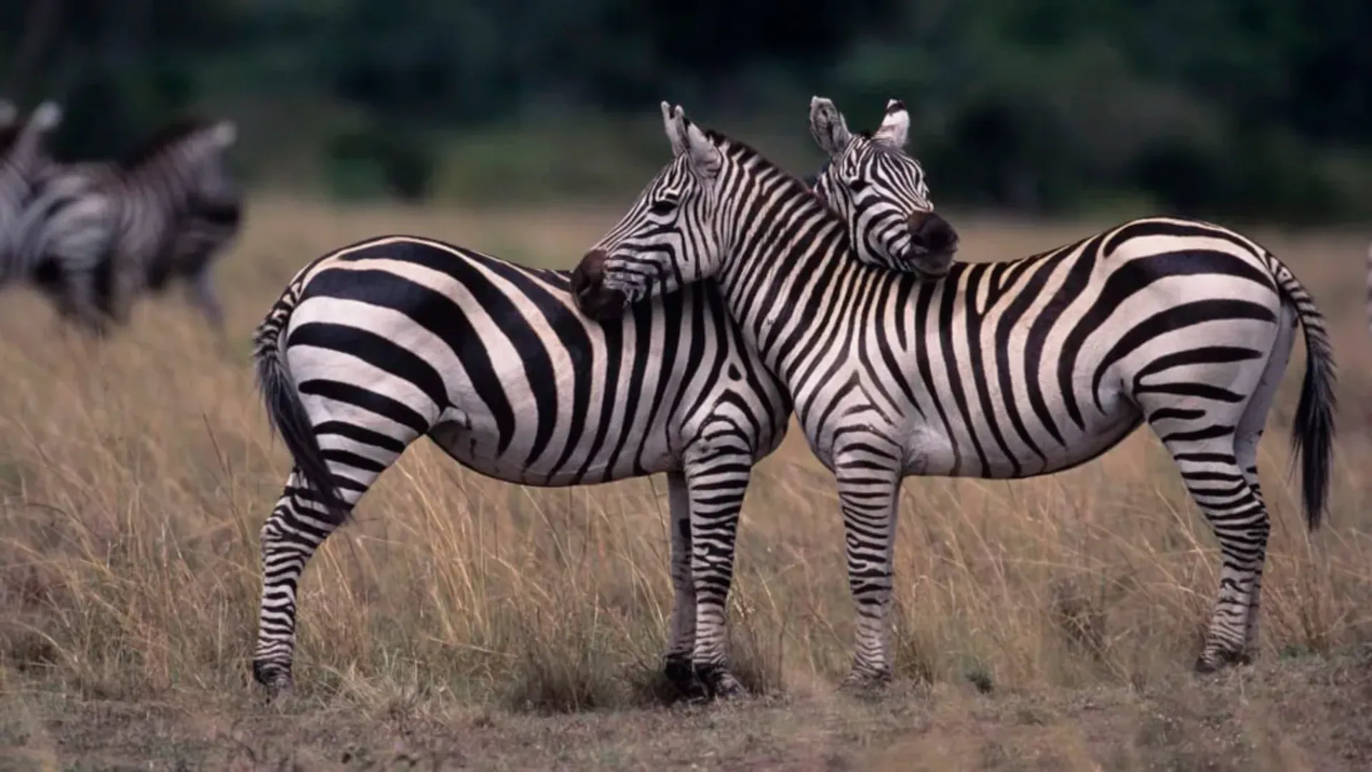 Zebra color