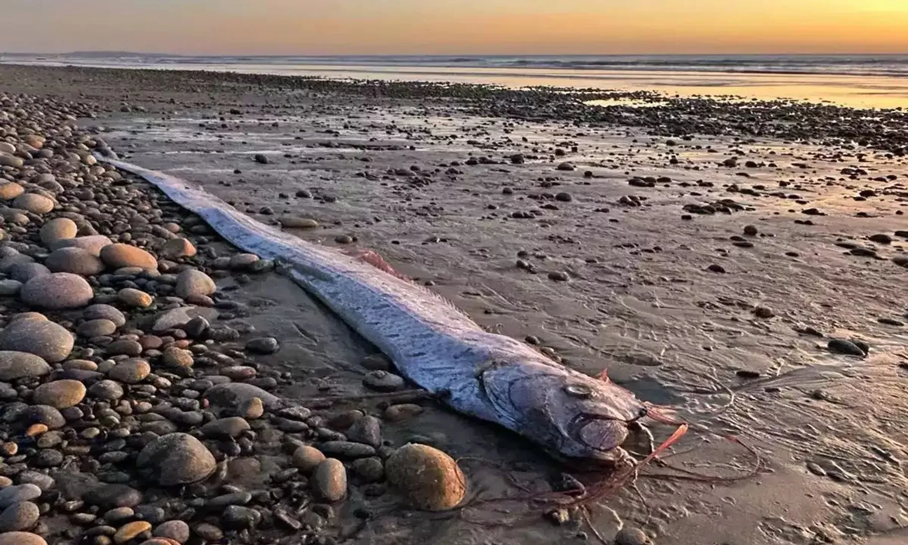  What is the 'Doomsday' fish? Why Japan believes its appearance signals disaster post image
