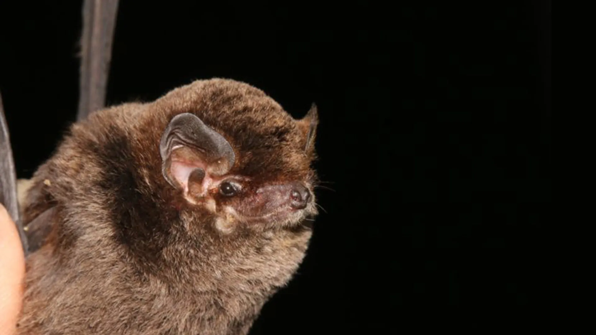 bat
