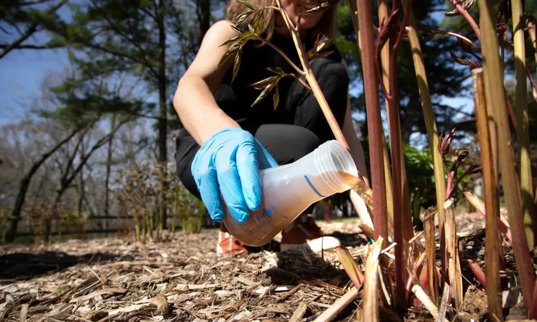 Farmers in US' Vermont use urine as fertiliser to grow kale, spinach