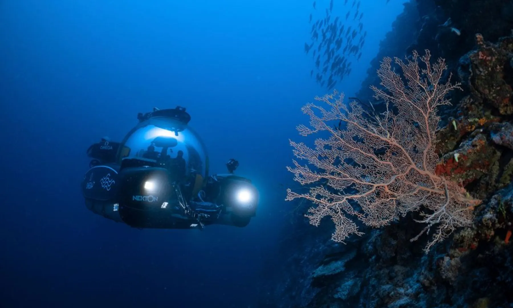 An ‘alien’ ecosystem Scientists finds thousands of new species in the deep ocean