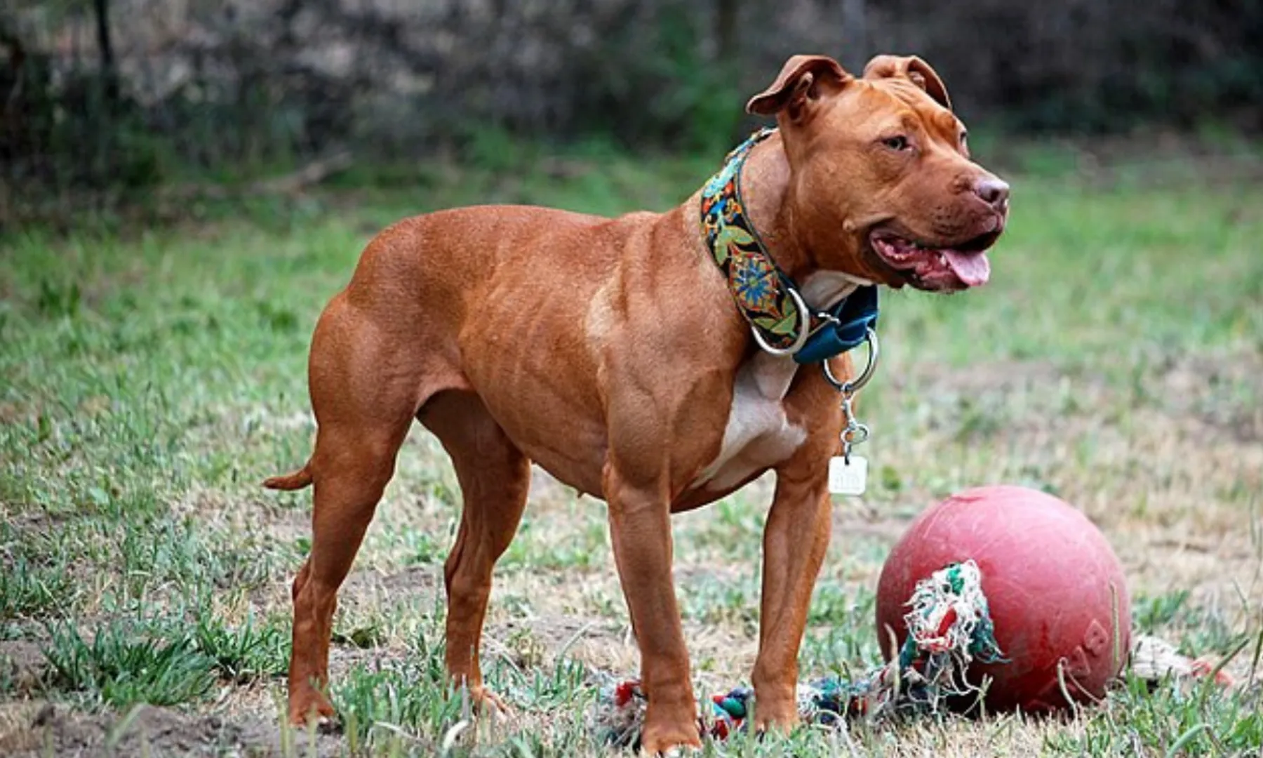 Man shot by his Pitbull 