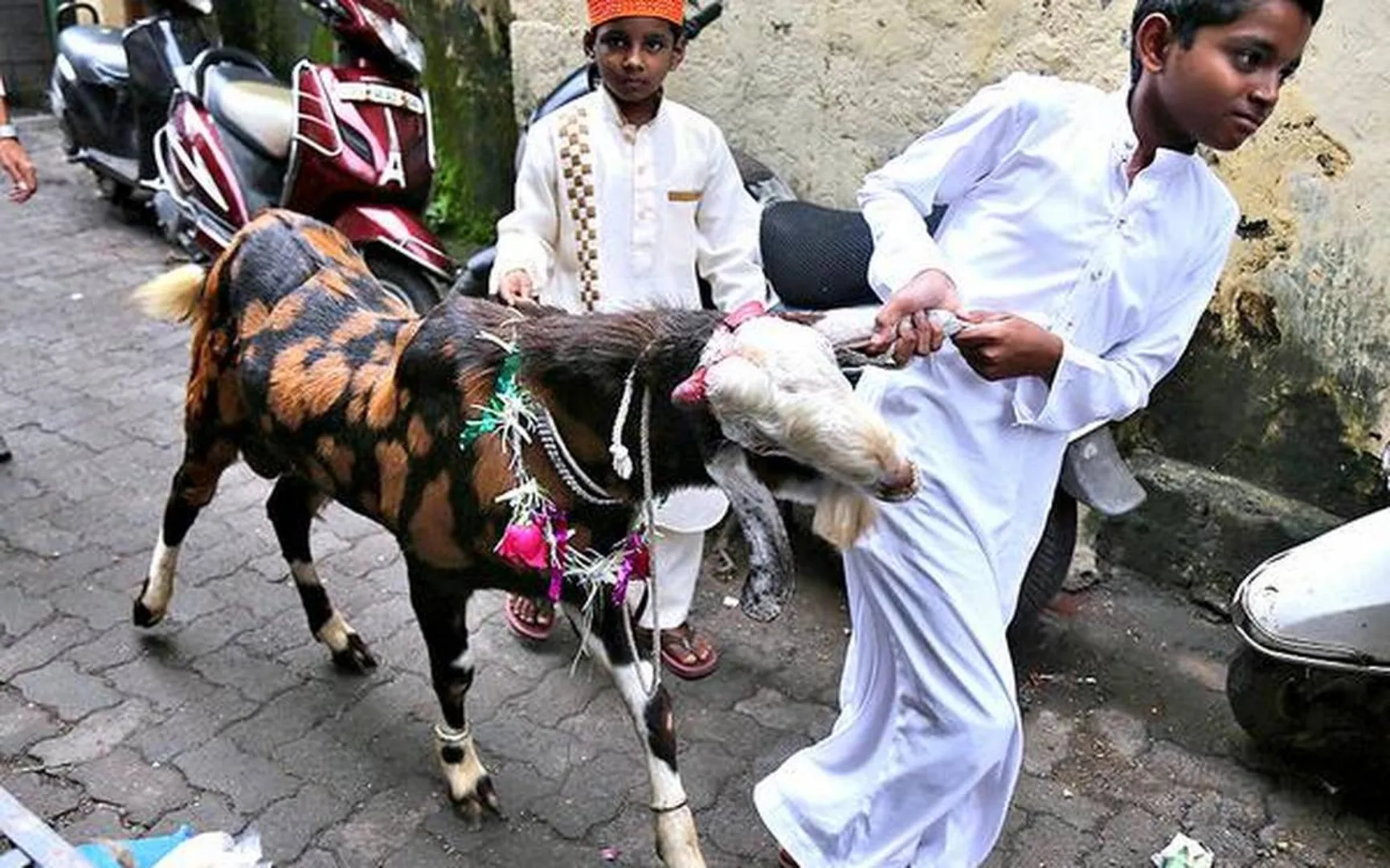 'How to slaughter goats kindly': PETA India supports killing of animals on Eid.