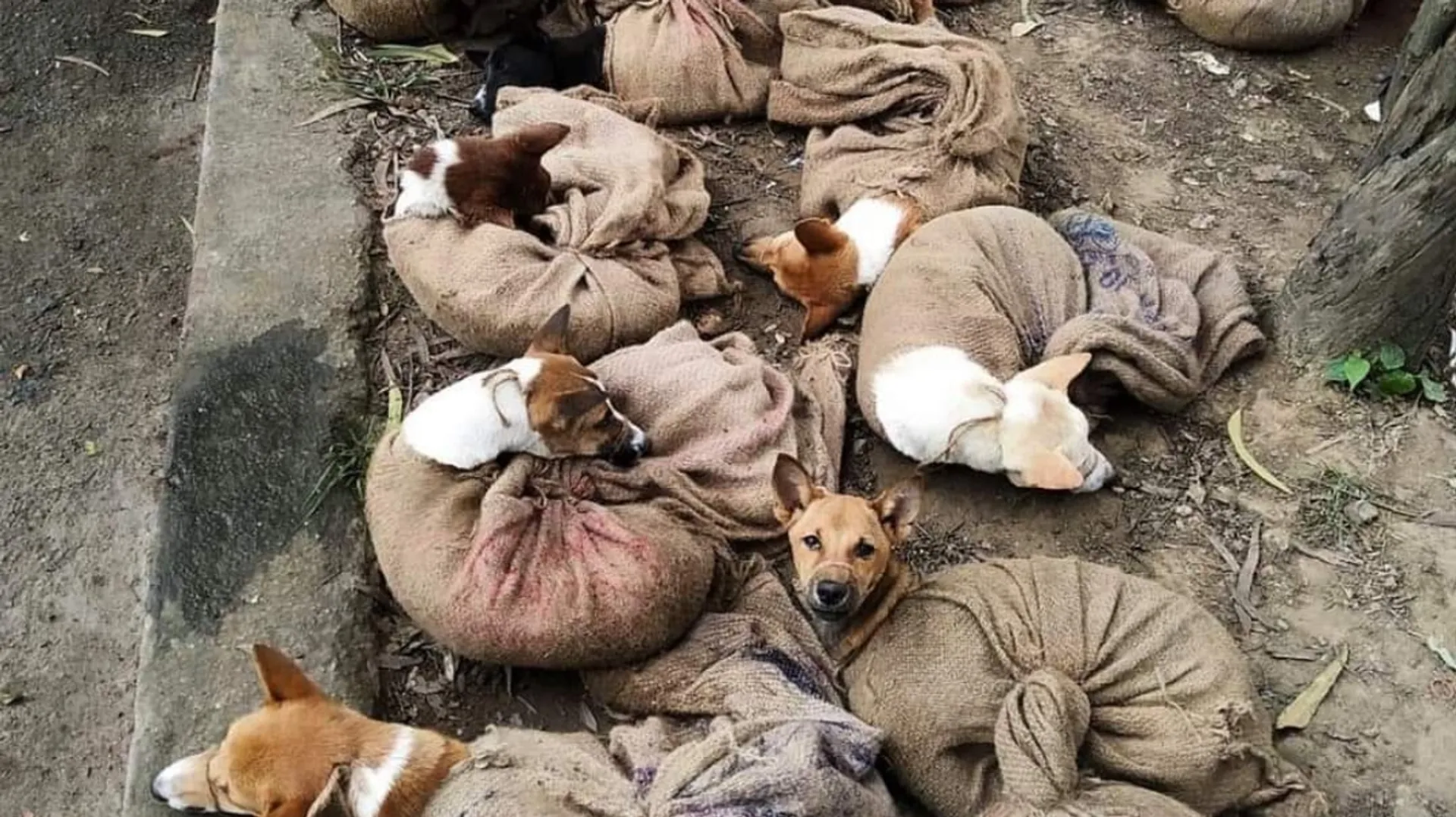 Beef Ban is Fascism while Dog Meat ban in Nagaland is welcomed: Hypocrisy of 'animal lovers'