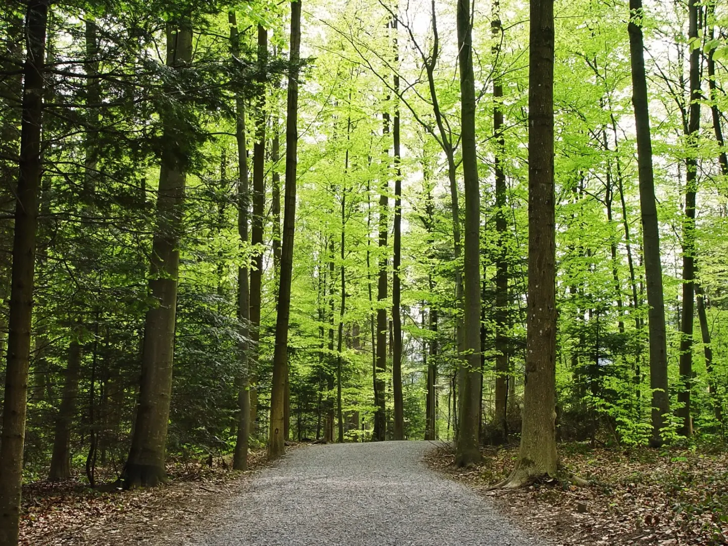 Fresh lungs for the city: Four new forests being developed in Delhi for cleaner air