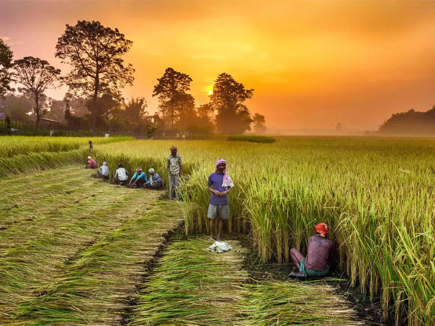 Budget 2022: Rs 2.37 lakh crore to be directly paid as MSP to farmers for grain procurement