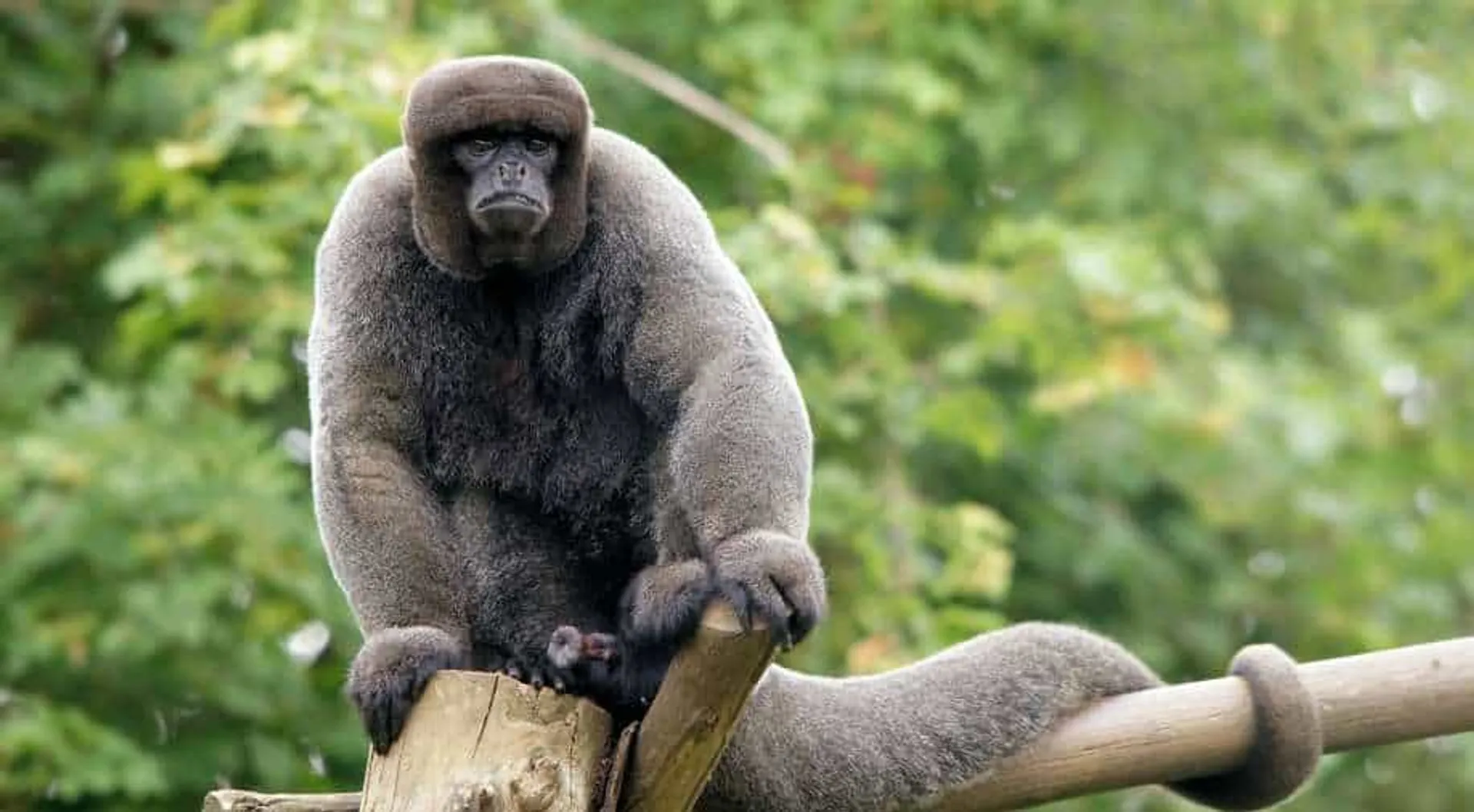 South American nation, Ecuador, becomes first in the world to expand legal rights to wild animals 