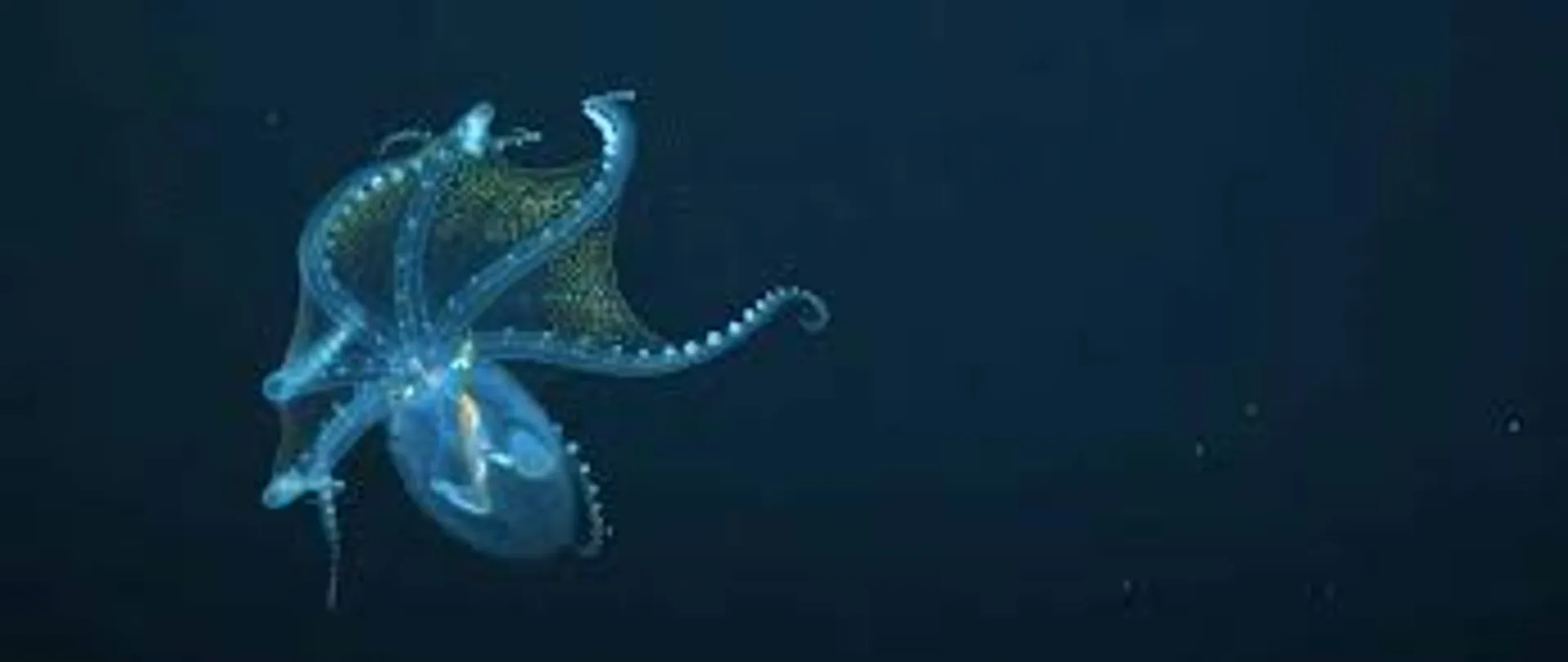Video of Glass Octopus leaves netizens mesmerized
