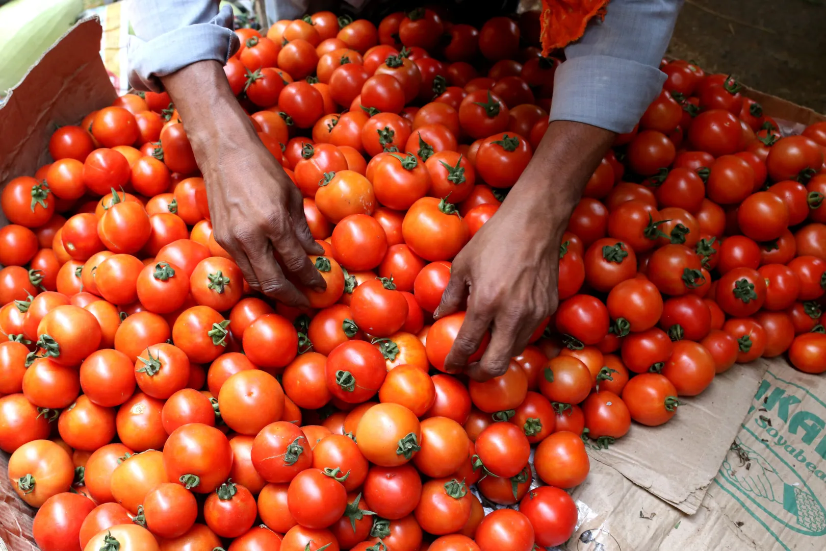 Surge in tomato prices causes surge in tomato robberies