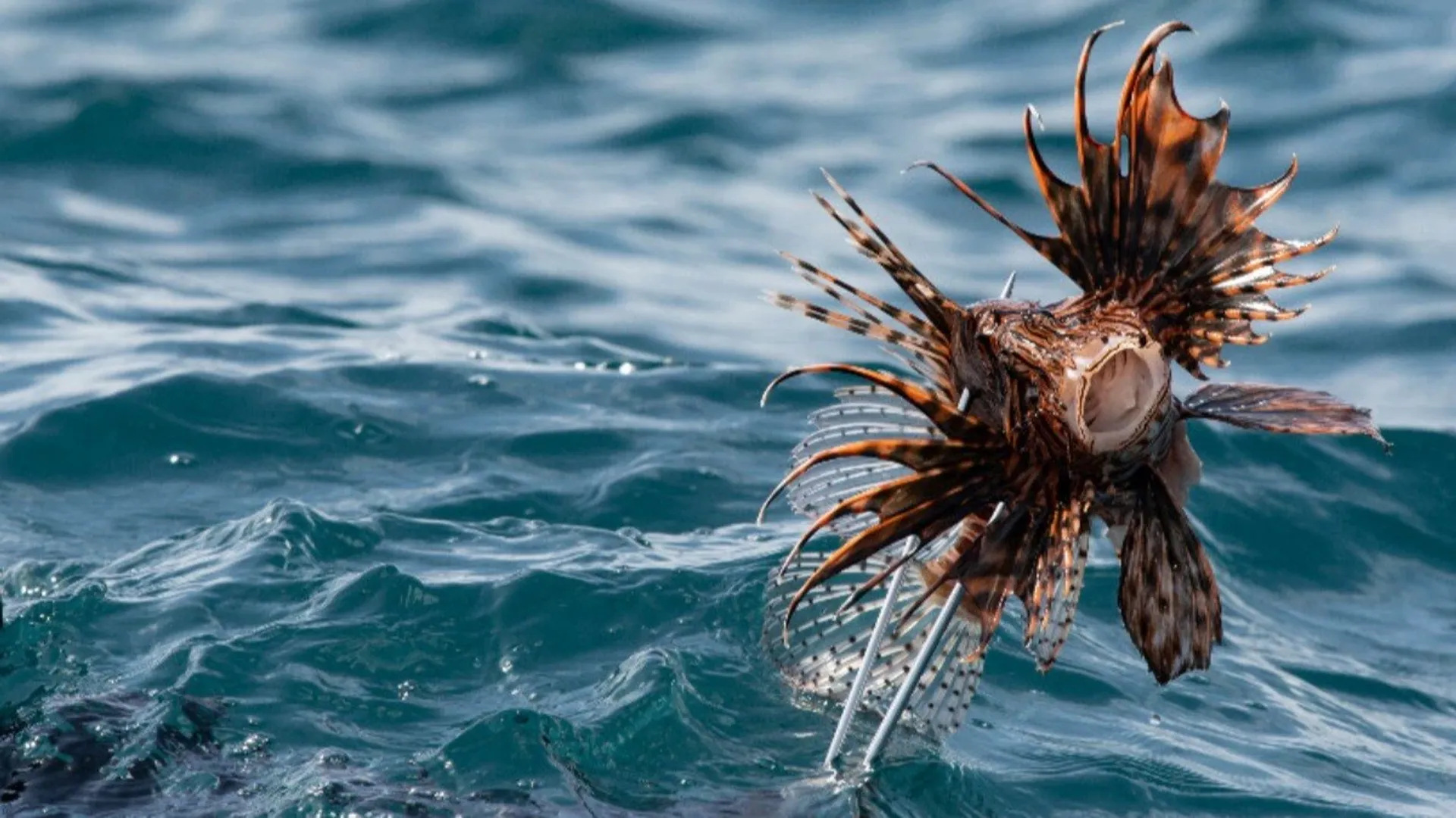 According to a UN report, more than 37,000 alien species cost $400 billion per year in damages