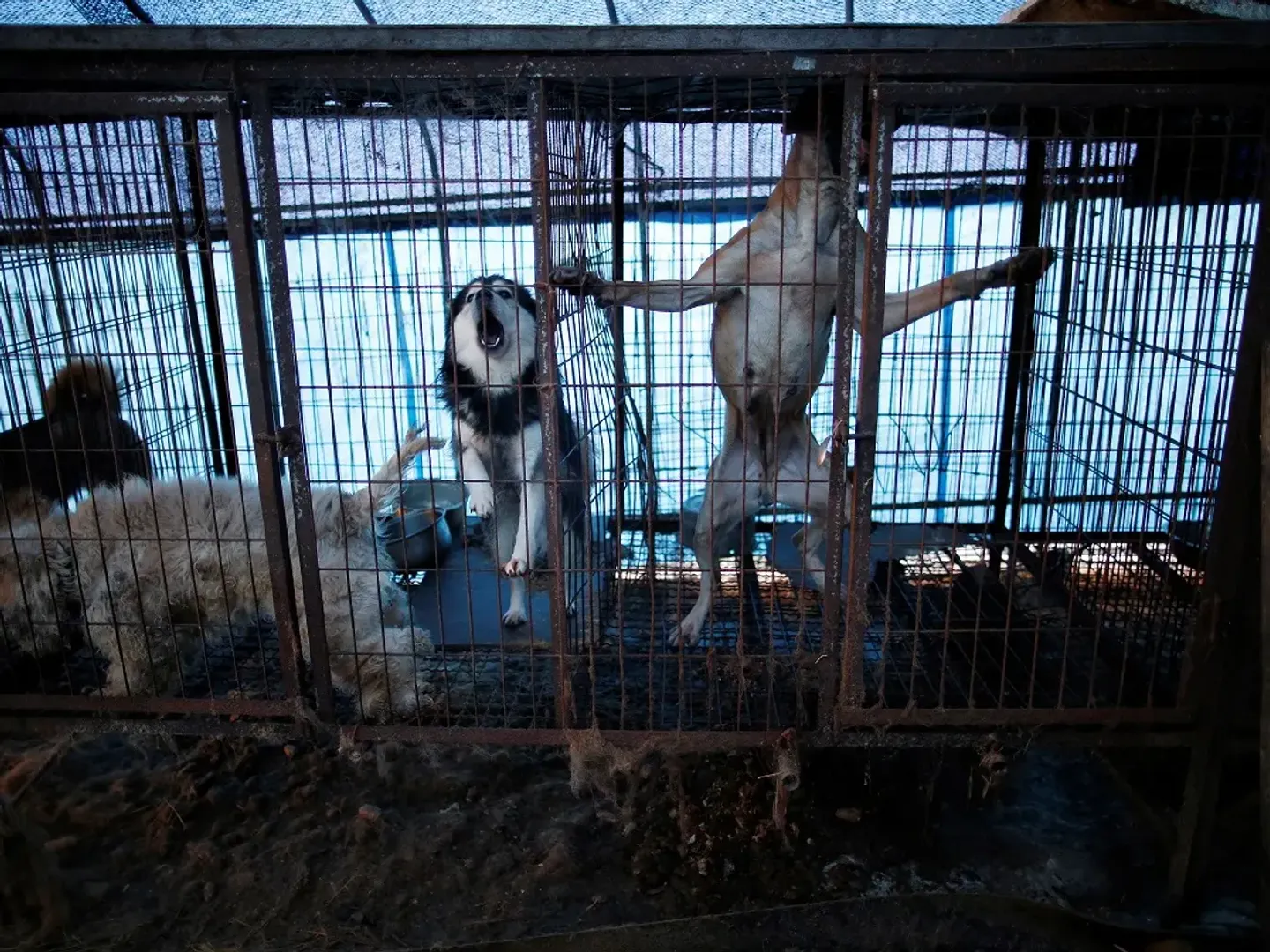 South Korea proposes ban on ancient custom of eating dogs, a win for animal rights