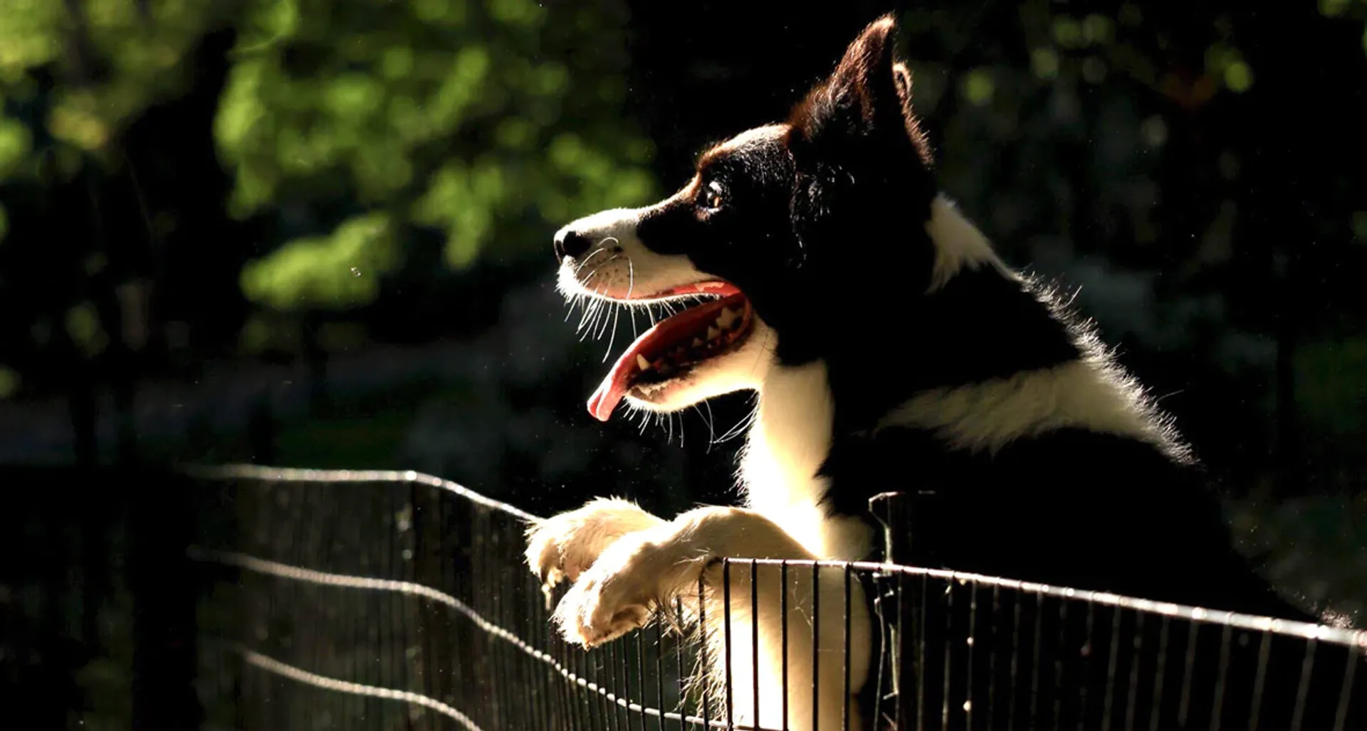 6 puppies were killed brutally in Delhi, fine was just Rs 50 as per the Indian law