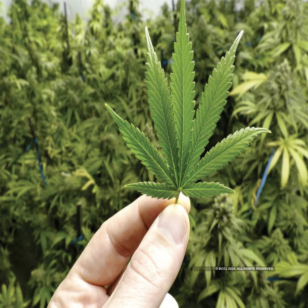 Cannabis comes to rescue Pakistan from economic crisis