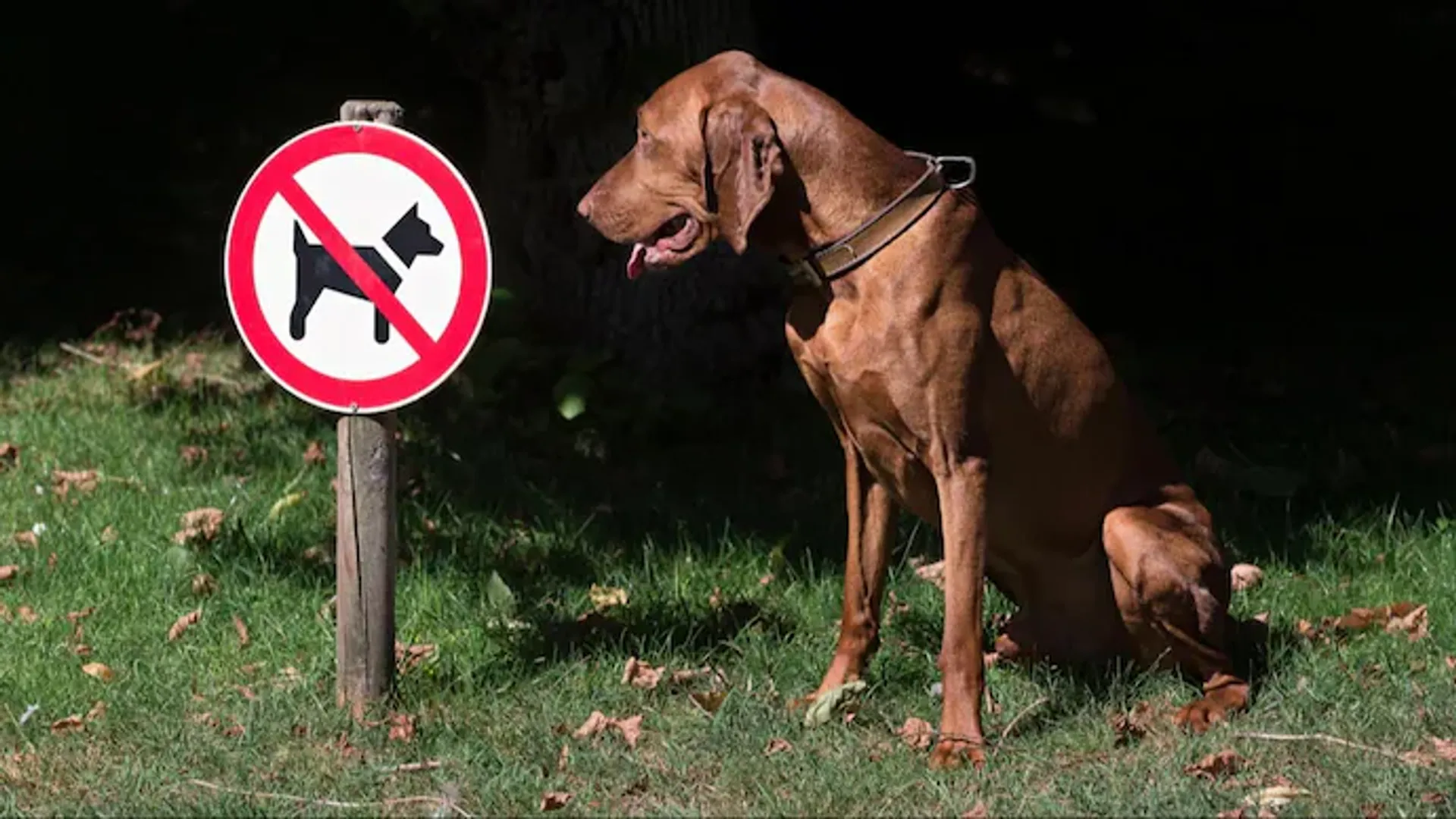 dog breeds
