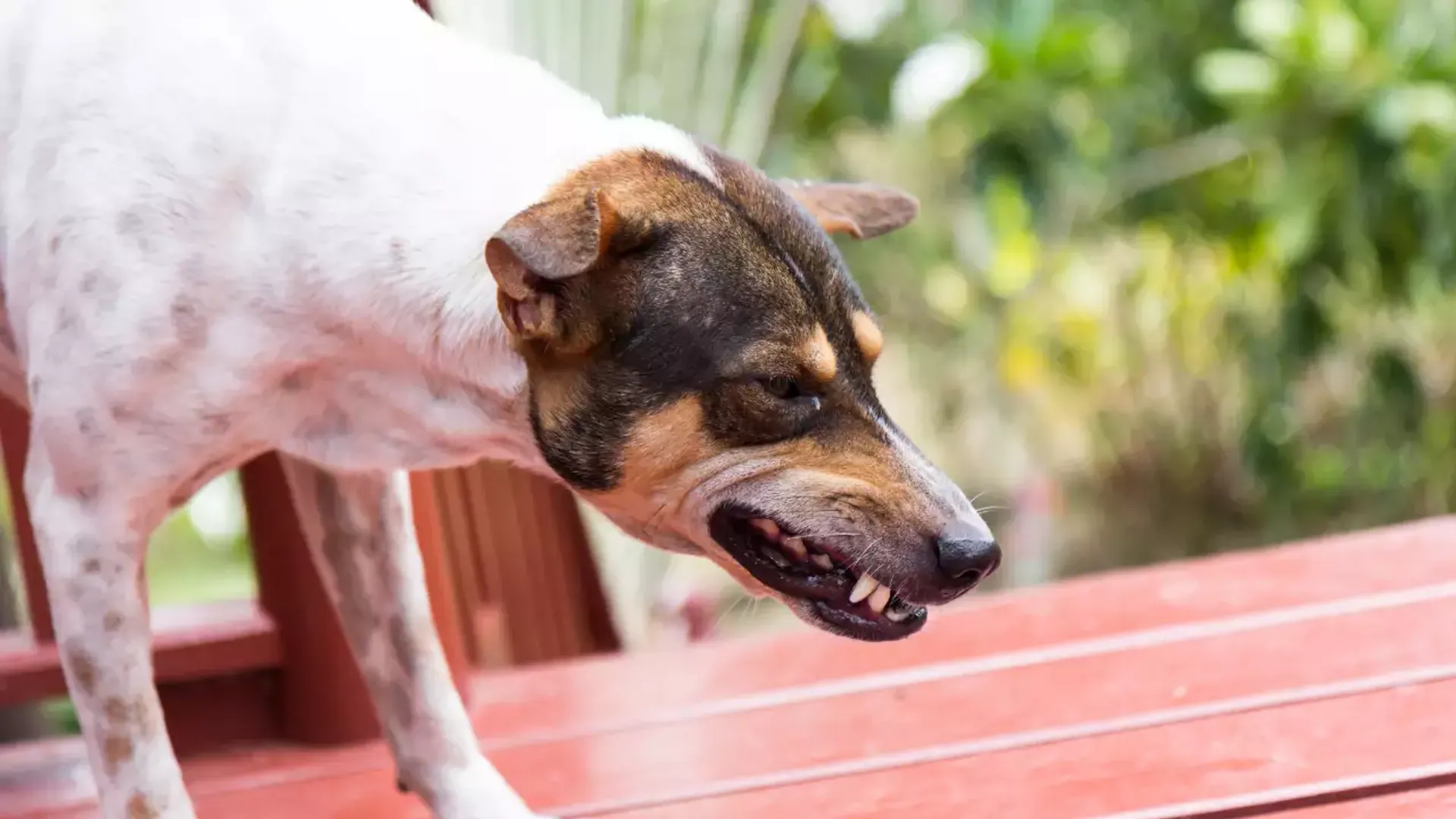 Stray dogs attack