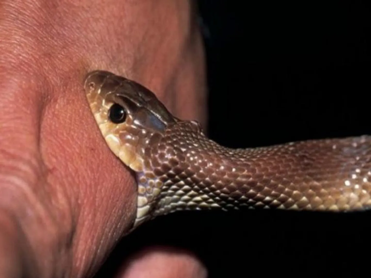 snakebite deaths in India