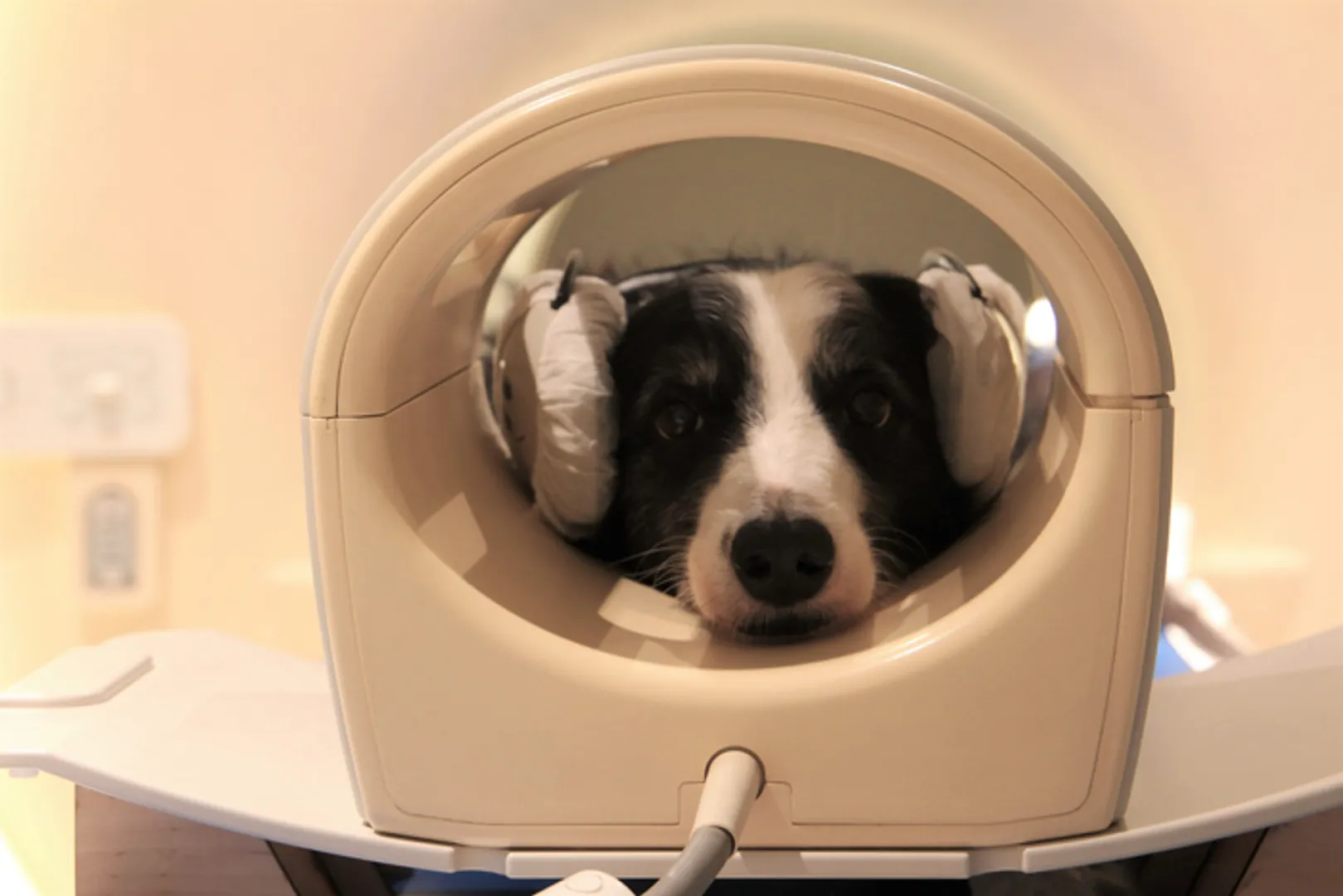 New study reveals how dogs can decode human language, Not just cues